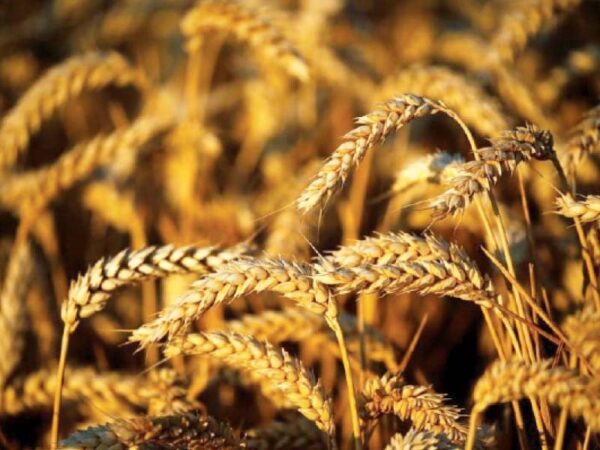 Wheat import during interim set-up being probed, NA told