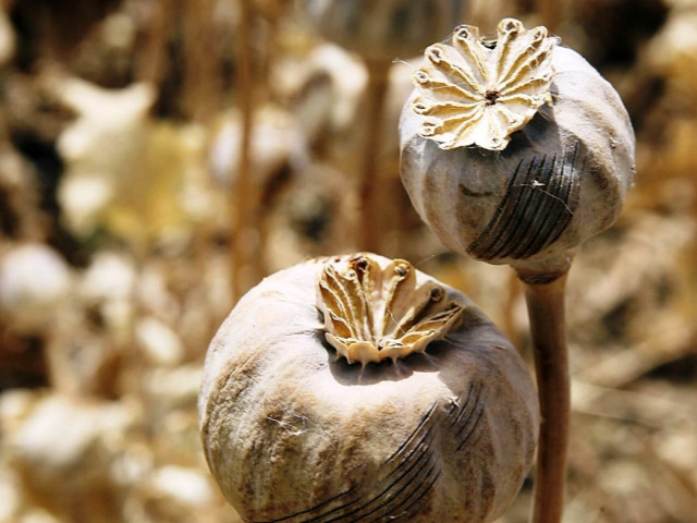 Balochistan lawmakers sound alarm on poppy
