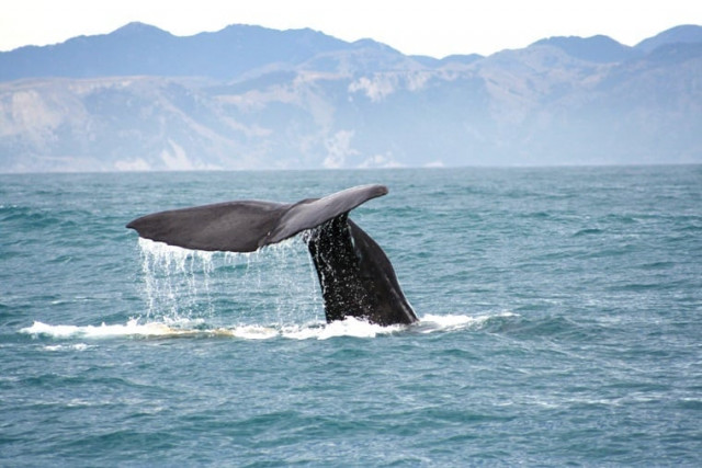 Rare Bryde’s whales spotted off Gwadar coast