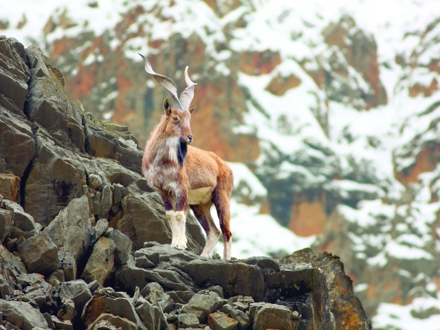 Pakistan urged to protect biodiversity