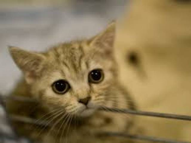 Could insight from cats lead to breast cancer cures?