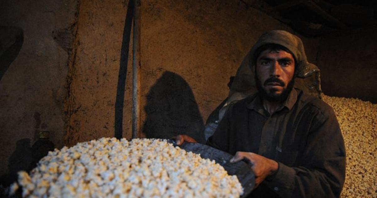 ’پاپ کارن‘ کی مہک والا ٹماٹر تیار