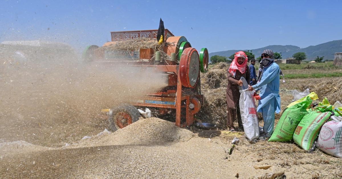 پنجاب: گندم کی نجی کمپنیوں کے ذریعے خریداری کے نظام پر کاشتکاروں کو تشویش