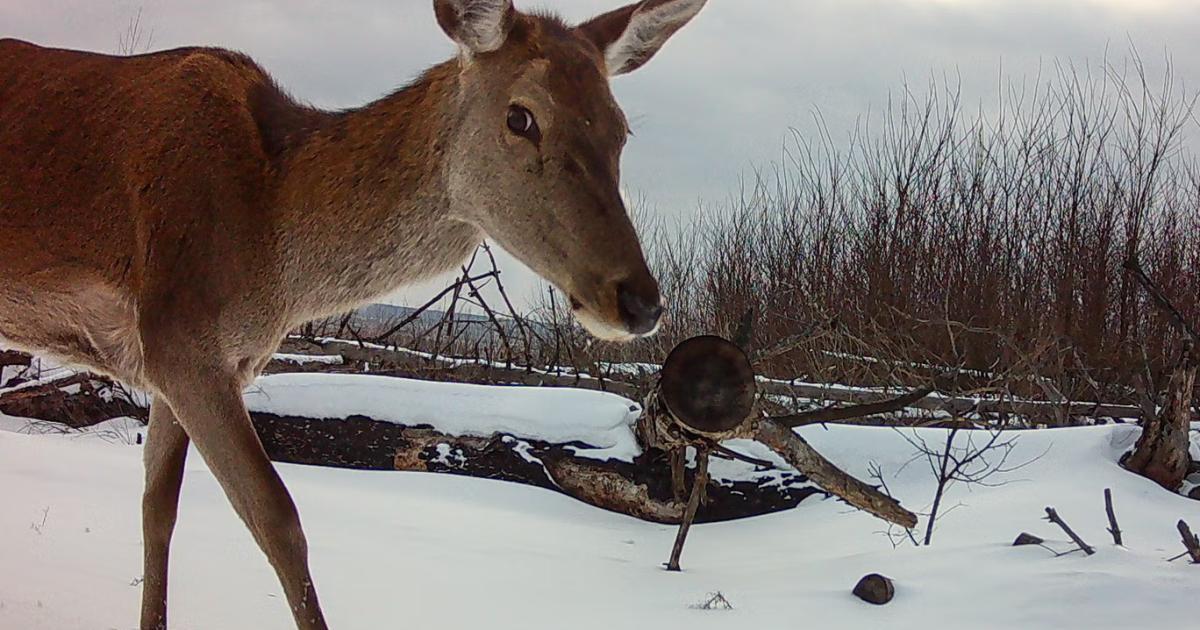 چرنوبل حادثے کے 40 سال: انسانوں کے لیے ممنوع، فطرت کے لیے جنت