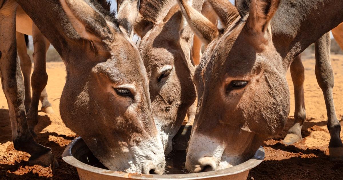 پاکستان سے گدھے کا گوشت برآمد کرنے کی اجازت مل گئی: چینی کمپنی