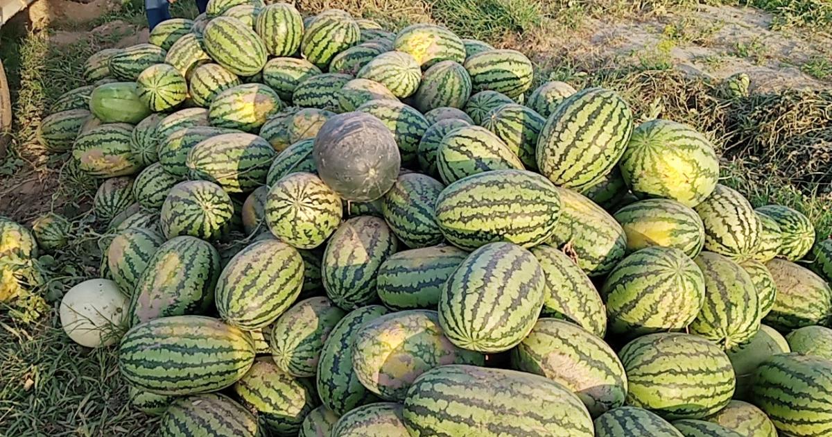 انڈیا: کیا ایک ہی خاندان کے چار افراد تربوز کھانے سے موت کے منہ میں گئے؟