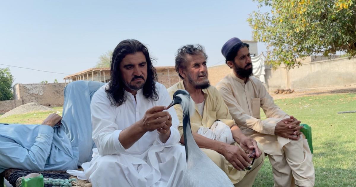 ’اس کی کوئی قیمت ہی نہیں‘: بنوں کے شموس اور ان کی کونج کی انوکھی دوستی