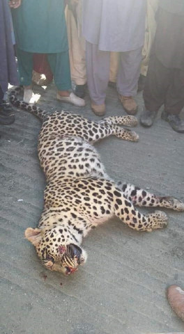 Leopard falls victim to villagers’ anger after livestock attacks in Bajaur