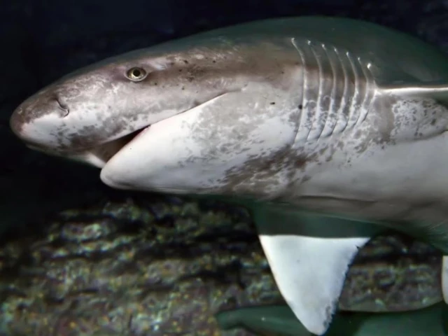 Diver injured in shark attack off Tasmania coast