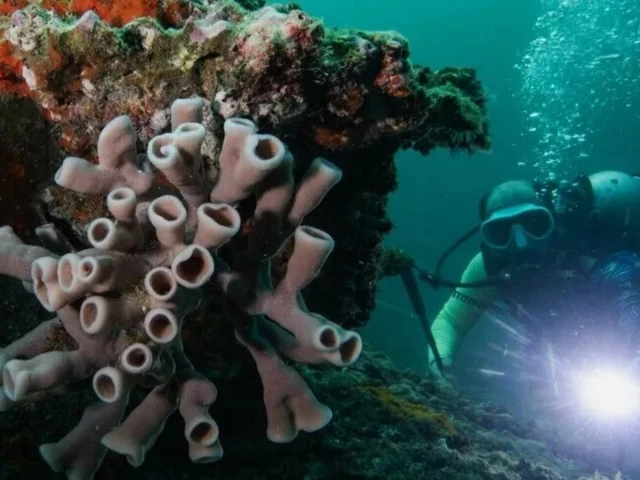 More than 1,500 ships stuck in Strait of Hormuz may trigger global biological invasions