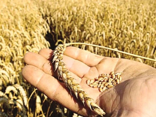 TCP floats tender for 750,000 tonnes of wheat