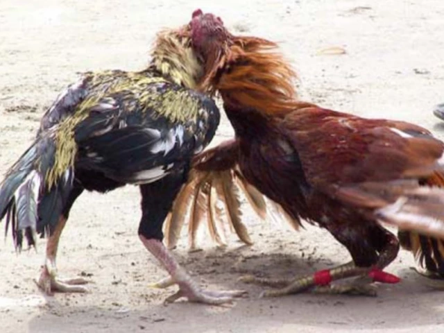 Cockfighting finds a ring under police watch